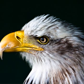 Portrait of Aldo the eagle