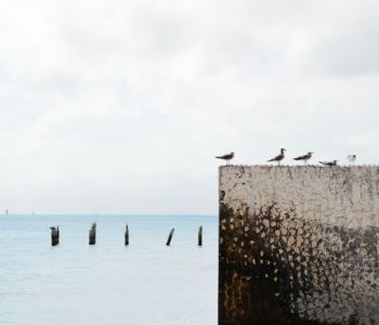 Birds overlooking the ocean from a pier