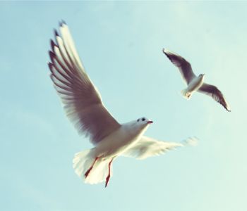 Birds gliding through open sky