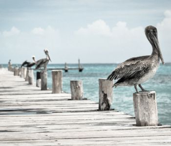 Birds perched on a pier post at dusk